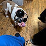 dog, bulldog, small_dog, goggles, helmet, wooden_floor, indoor, pet, animal, tongue_out, reflection, person_leg, footwear, curious, playful, brown_and_white, tan, companion, household, casual