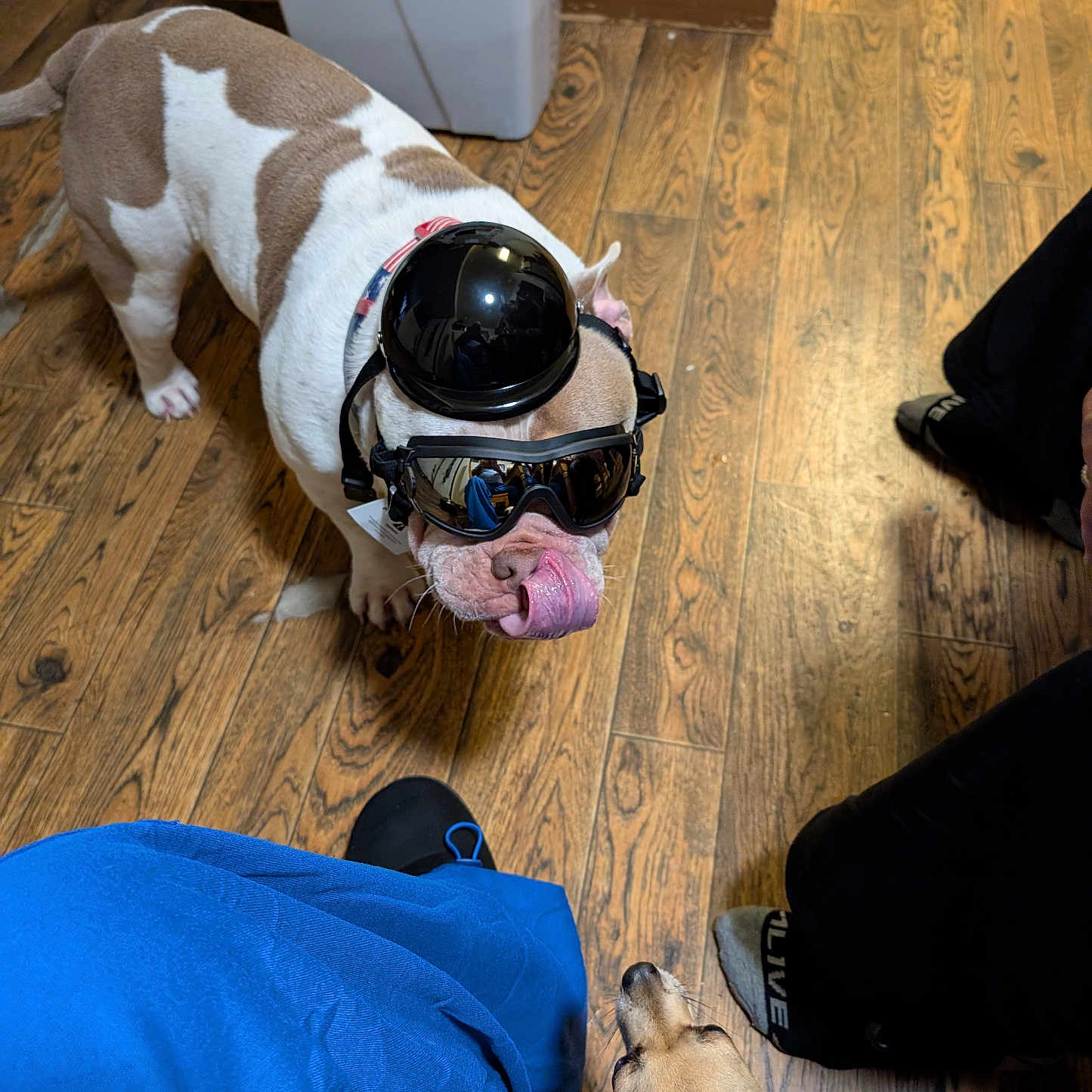 Louie is registered to the contest to win money with this photo: animal, brown_and_white, bulldog, casual, companion, curious, dog, footwear, goggles, helmet, household, indoor, person_leg, pet, playful, reflection, small_dog, tan, tongue_out, wooden_floor