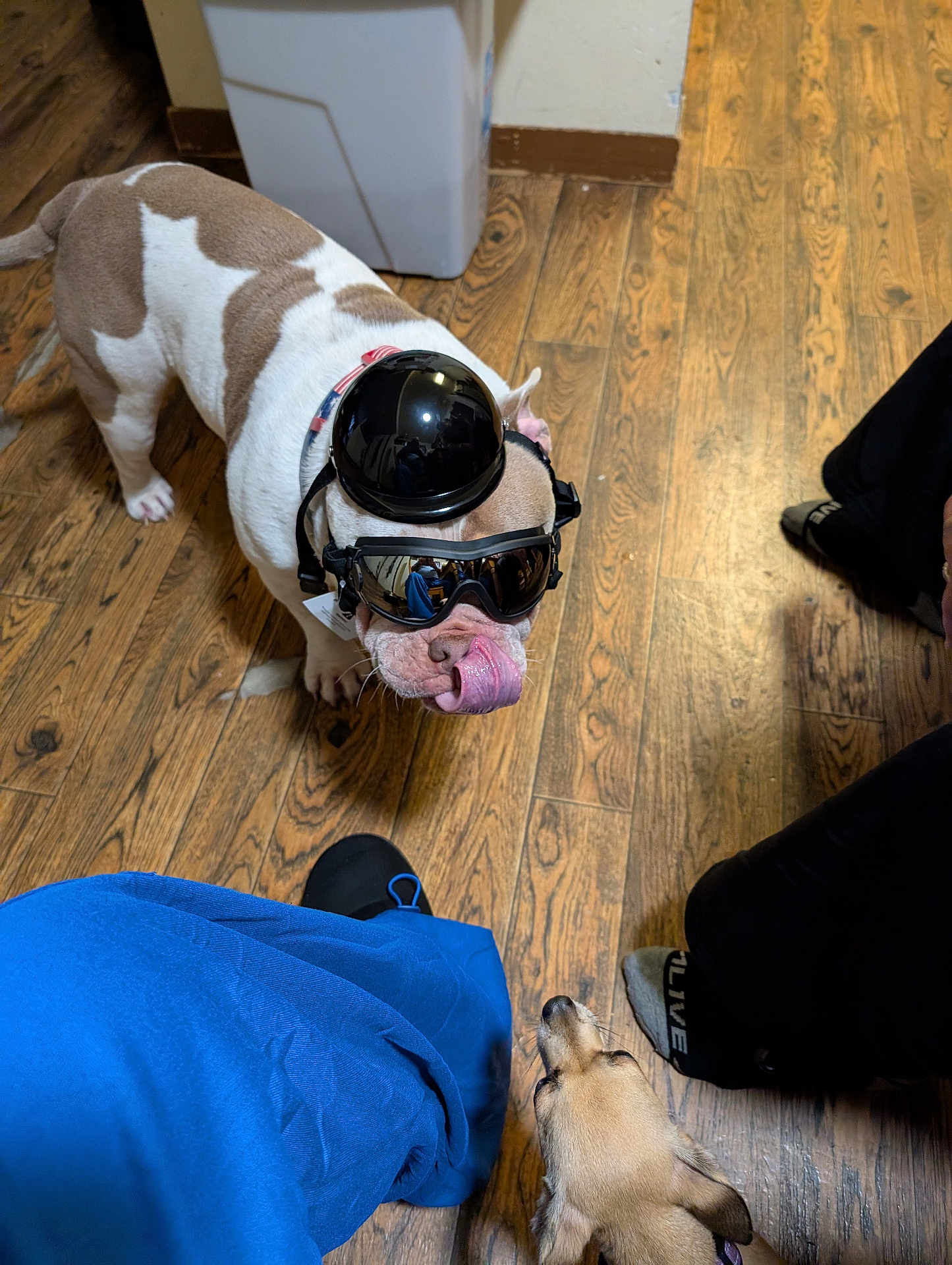 Louie is registered to the contest to win money with this photo: dog, bulldog, small_dog, goggles, helmet, wooden_floor, indoor, pet, animal, tongue_out, reflection, person_leg, footwear, curious, playful, brown_and_white, tan, companion, household, casual