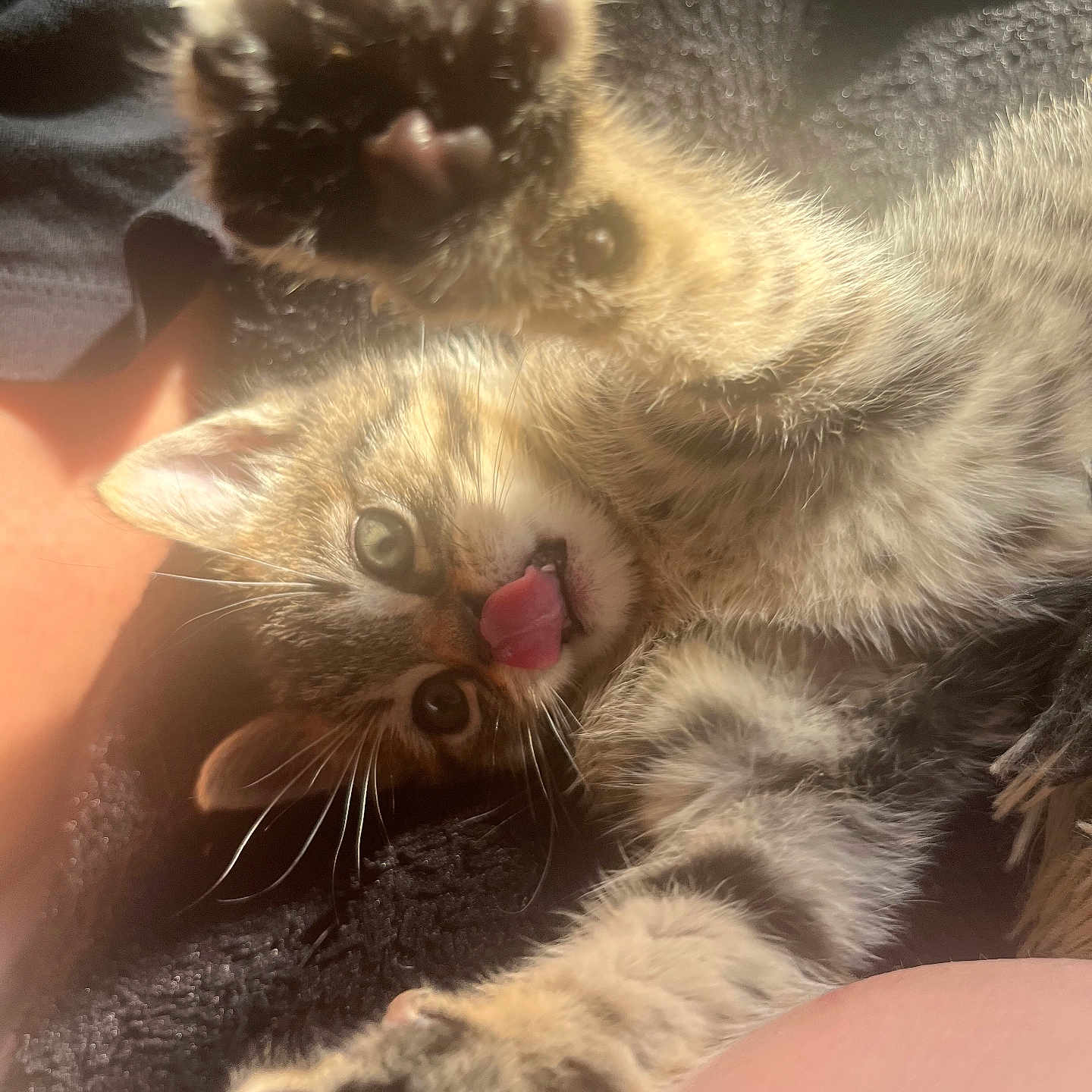 Scooby Choco a rejoint le concours — aidez-le/la à gagner de superbes lots ! abyssinian, animal, bodypart, cat, claw, electronics, face, hardware, head, hook, kitten, manx, mouth, person, pet, photography, portrait, siamese, teeth, tongue