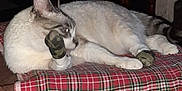 Oreo participe au concours pour gagner de l'argent avec cette photo : animal, camouflage_socks, cat, cozy, cute, domestic, feline, flash_reflection, furniture, home, indoor, licking, paws, pet, plaid_blanket, relaxed, resting, soft_texture, striped_tail, white_fur