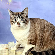 Oreo a rejoint le concours — aidez-le/la à gagner de superbes lots ! cat, tabby, white_fur, striped_tail, animal, pet, indoor, wooden_surface, pastel_background, portrait, cute, feline, whiskers, ears, paws, sitting, looking, fur_pattern, domestic_cat, closeup