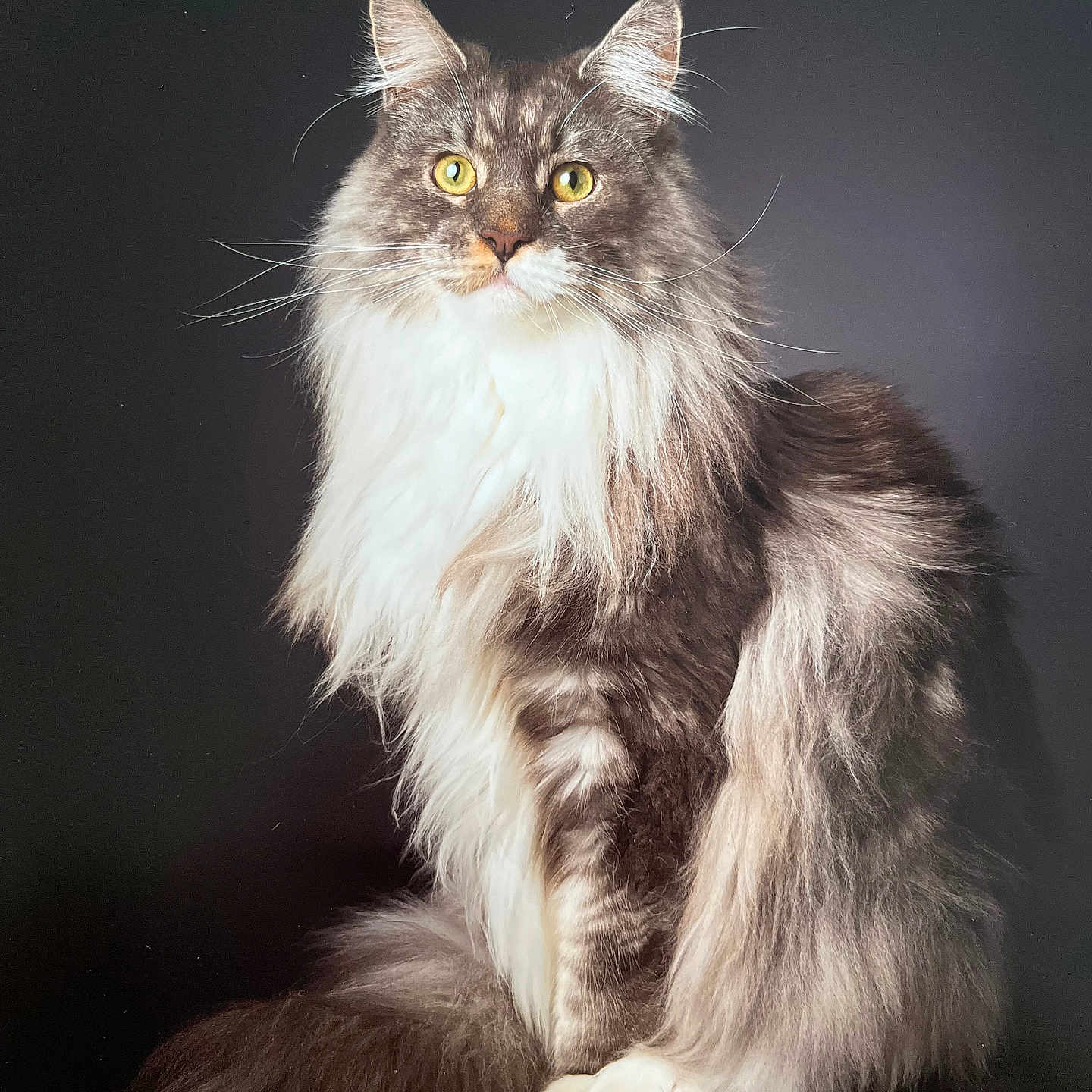 Roméo participe au concours pour gagner de l'argent avec cette photo : abyssinian, angora, animal, art, brasssection, cat, gray, horn, kitten, manx, musicalinstrument, painting, pet, siamese, snout
