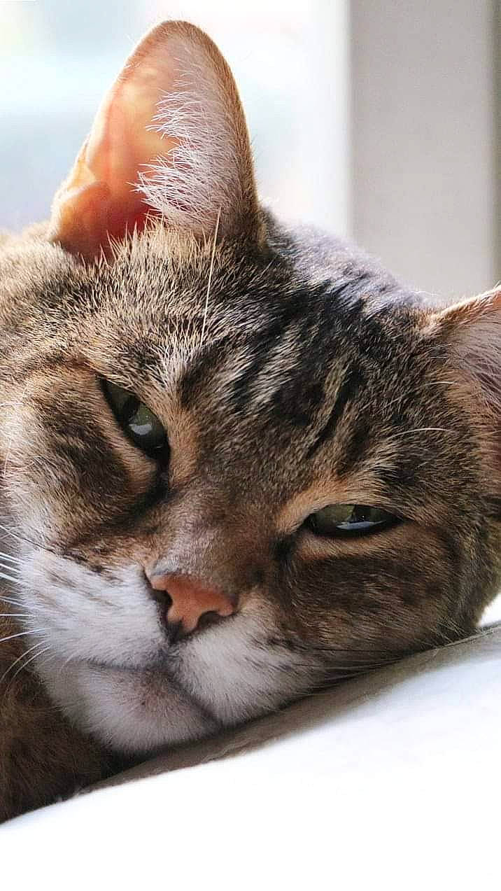 Cloe is registered to the contest to win money with this photo: aegean_cat, american_shorthair, asian, australian_mist, carnivore, cat, chausie, close_up, domestic_short_haired_cat, dragon_li, european_shorthair, fawn, felidae, mammal, pixie_bob, singapura, small_to_medium_sized_cats, snout, tabby_cat, whiskers