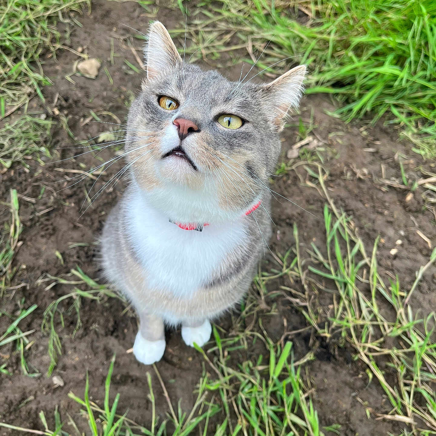 Neko a rejoint le concours — aidez-le/la à gagner de superbes lots ! abyssinian, accessories, animal, cat, field, grass, grassland, green, herbal, herbs, kitten, lawn, manx, nature, outdoors, pet, plant, soil, strap, vegetation