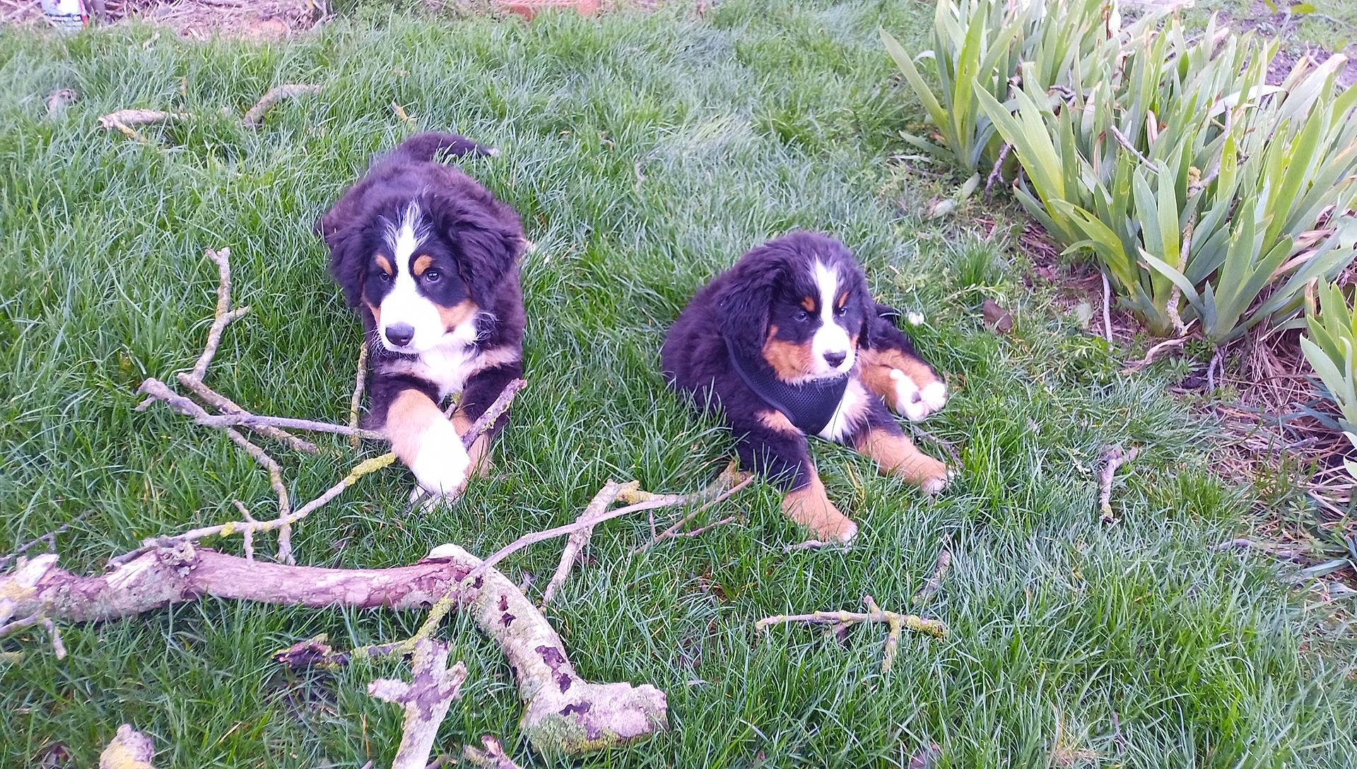 Ulane participe au concours pour gagner de l'argent avec cette photo : beaglier, canidae, carnivore, companion_dog, dog, dog_breed, grass, groundcover, hound, hunting_dog, plant, sporting_group, tail, twig, working_dog