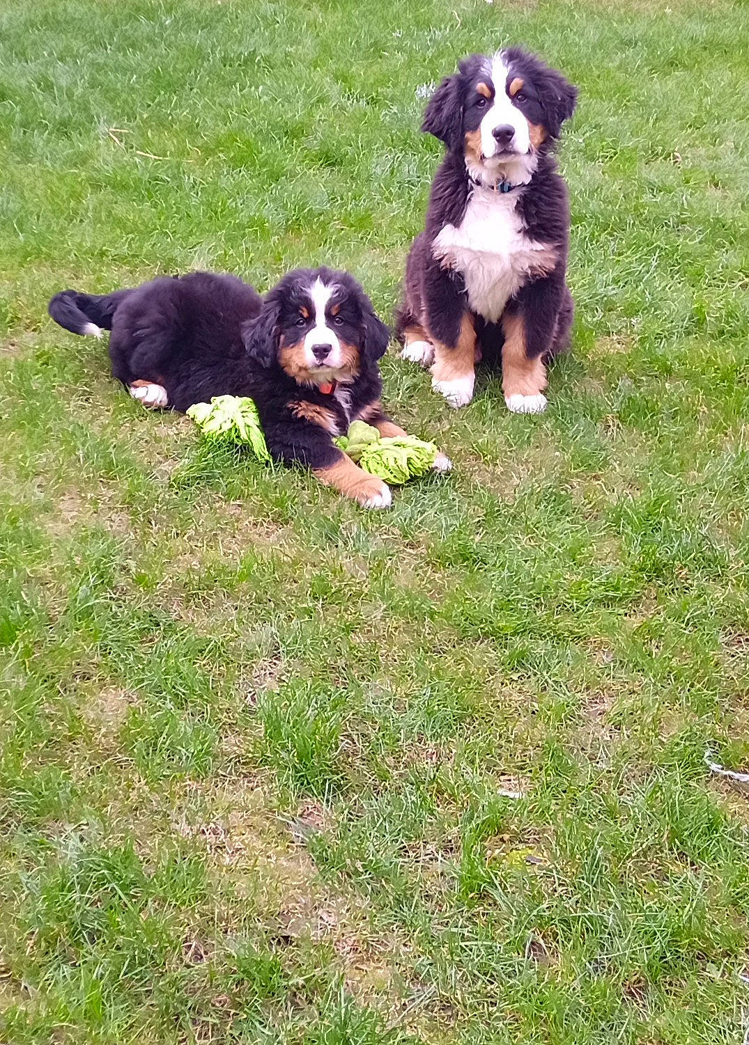 Ulane a rejoint le concours — aidez-le/la à gagner de superbes lots ! beaglier, bernese_mountain_dog, canidae, carnivore, cavalier_king_charles_spaniel, companion_dog, dog, dog_breed, grass, hunting_dog, lawn, sporting_group, working_dog