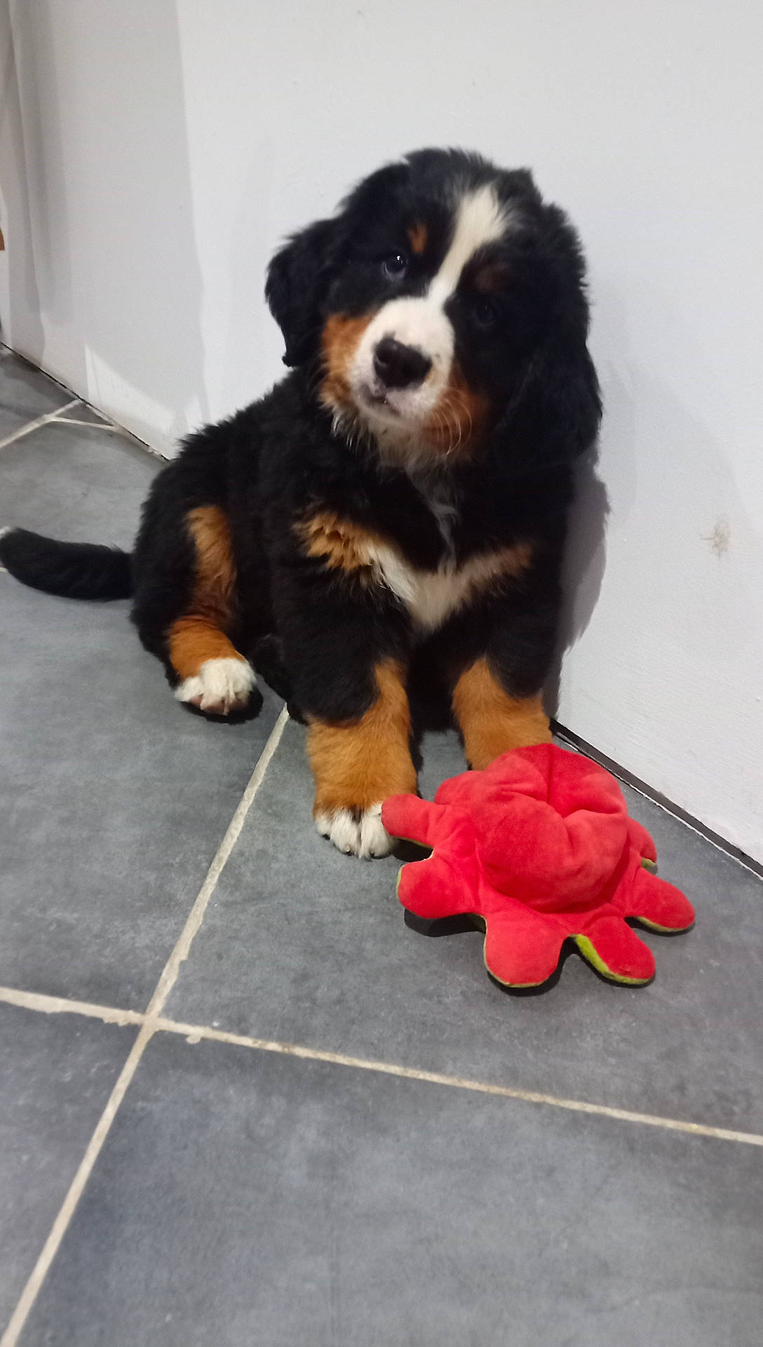 Ulane participe au concours pour gagner de l'argent avec cette photo : bernese_mountain_dog, canidae, carmine, carnivore, companion_dog, dog, dog_breed, flooring, fur, herding_dog, snout, sporting_group, terrestrial_animal, toy, working_animal, working_dog