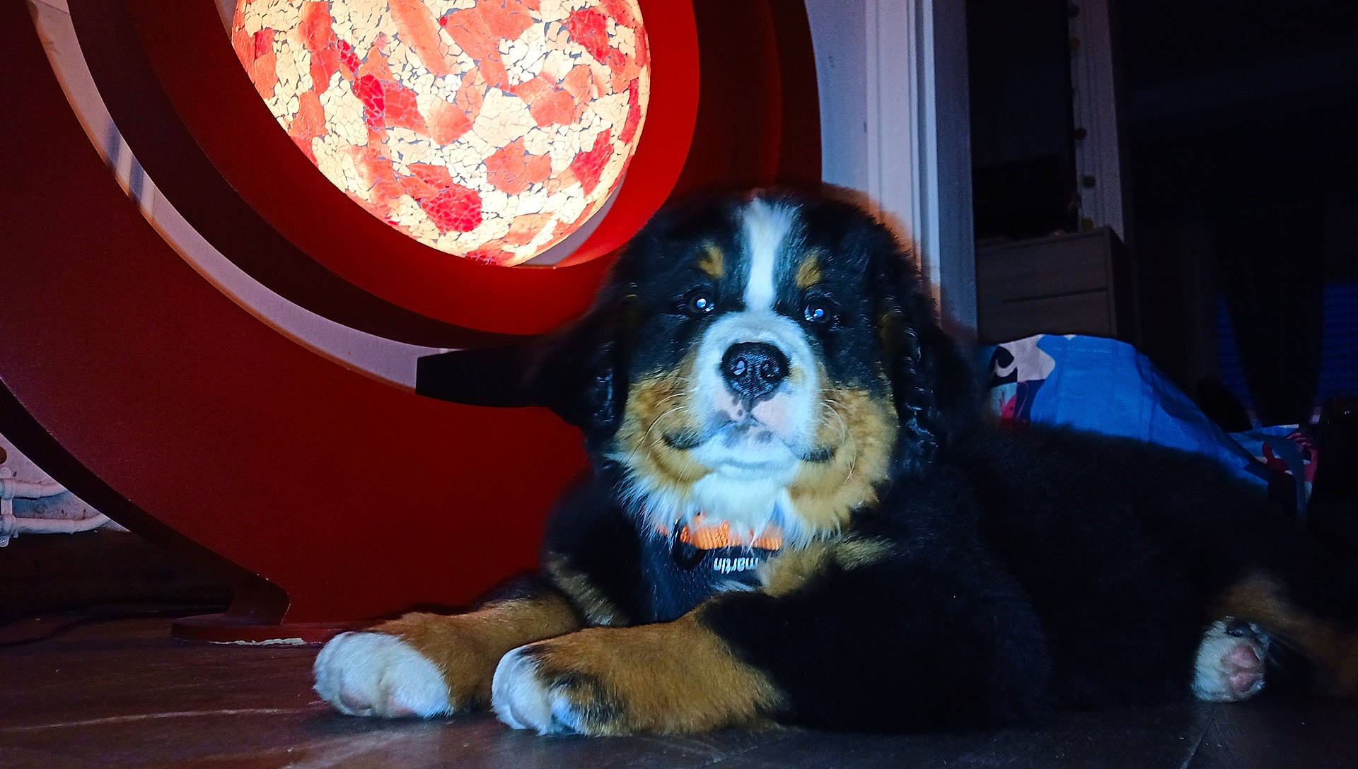 Ulane participe au concours pour gagner de l'argent avec cette photo : bernese_mountain_dog, canidae, carnivore, cavalier_king_charles_spaniel, companion_dog, dog, dog_breed, flooring, fur, herding_dog, landseer, snout, spaniel, sporting_group, toy_dog, whiskers, working_animal, working_dog