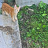 cat, orange_tabby, kitten, animal, pet, standing, outdoor, garden, plants, greenery, concrete, walkway, wall, grass, leaves, clover, looking_at_camera, feline, portrait, daylight