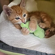 Akou a rejoint le concours — aidez-le/la à gagner de superbes lots ! kitten, cat, orange_cat, white_cat, tabby, pet, animal, fluffy, cute, playful, toy, plush_toy, green_toy, paws, whiskers, ears, tail, bed, blanket, indoors