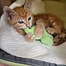 kitten, cat, orange_cat, white_cat, tabby, pet, animal, fluffy, cute, playful, toy, plush_toy, green_toy, paws, whiskers, ears, tail, bed, blanket, indoors