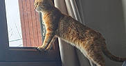Akou participe au concours pour gagner de l'argent avec cette photo : cat, ginger_cat, feline, pet, animal, standing, stretching, window, open_window, curtain, indoors, sunlight, fur, whiskers, ears, tail, paws, home, blanket, portrait