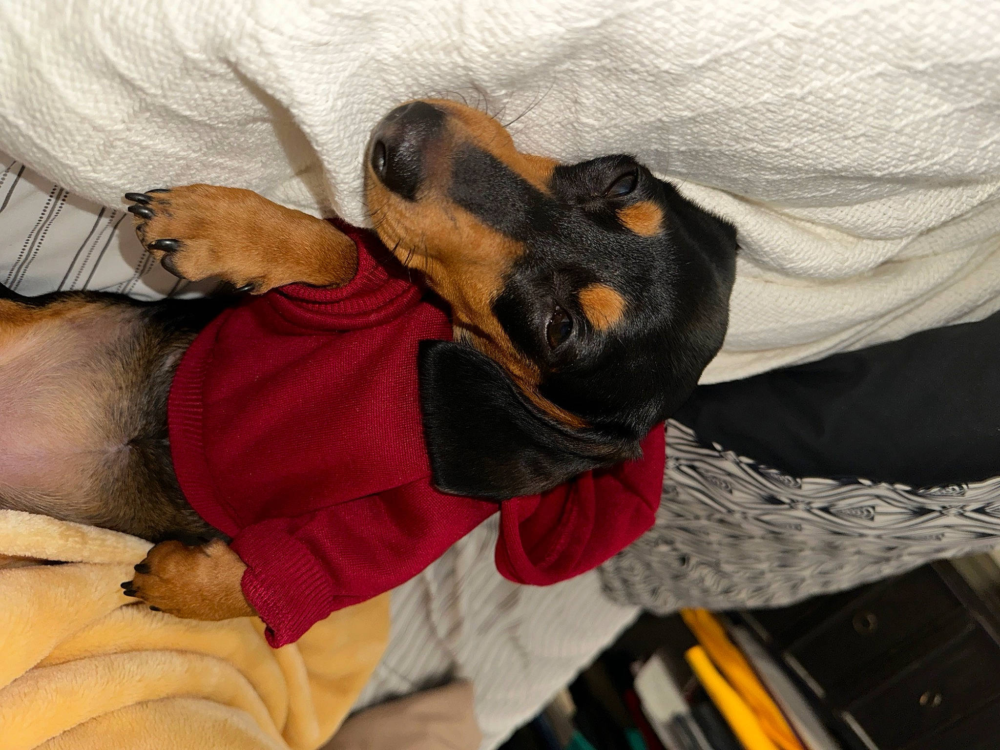 Leia is registered to the contest to win money with this photo: canidae, carnivore, claw, comfort, companion_dog, dog, dog_breed, ear, fawn, fur, gesture, glove, guard_dog, nap, paw, room, snout, sporting_group