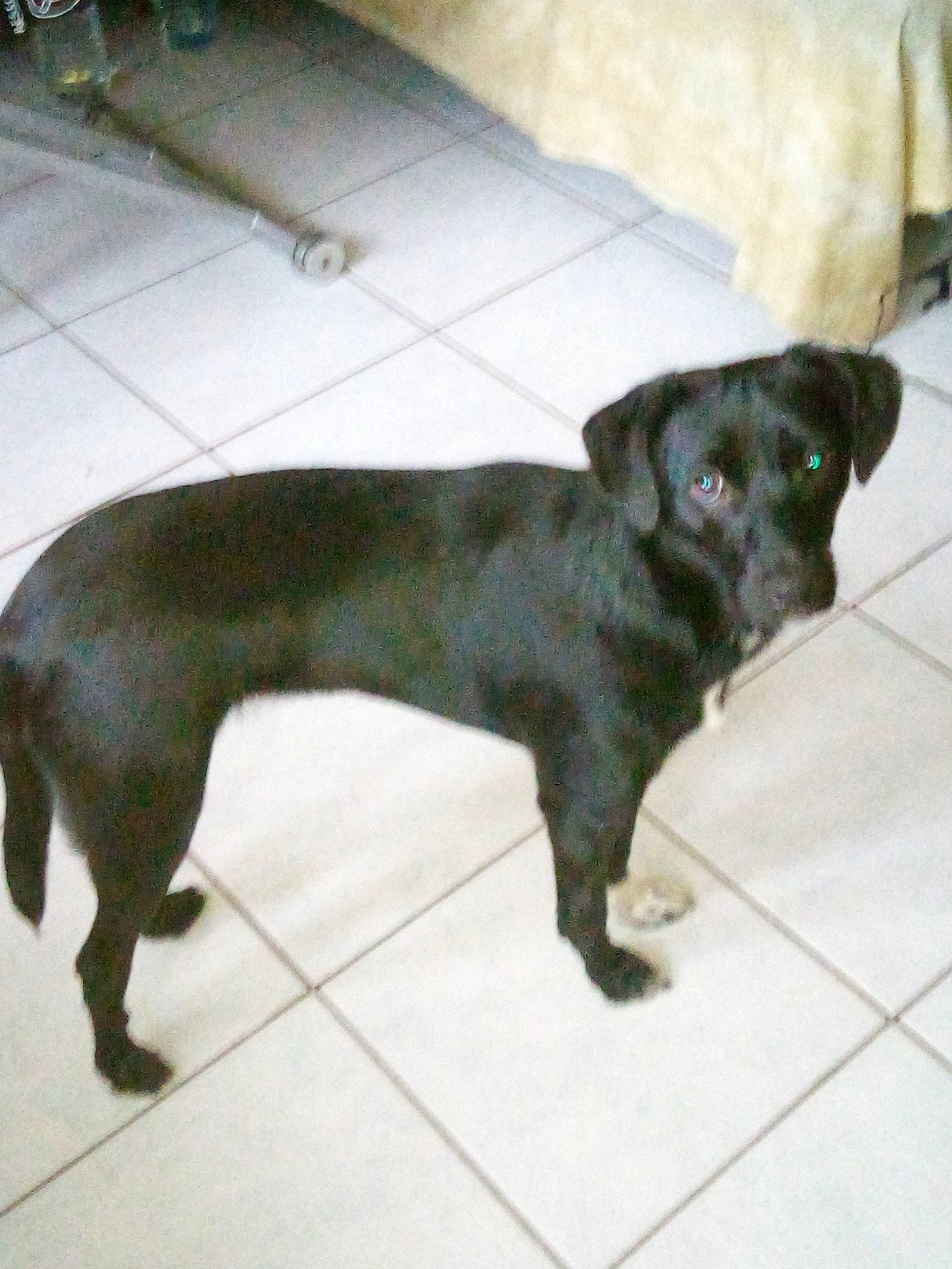 Jessy a rejoint le concours — aidez-le/la à gagner de superbes lots ! canidae, carnivore, collar, companion_dog, dog, dog_breed, floor, flooring, fur, liver, mammal, snout, sporting_group, tail, tile, tile_flooring, working_animal, working_dog