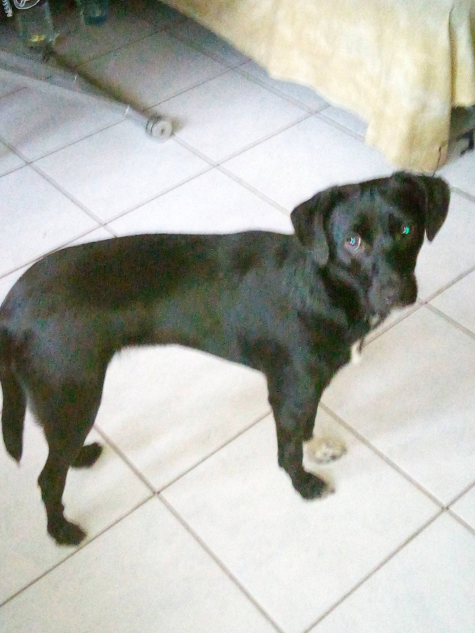 Jessy participe au concours pour gagner de l'argent avec cette photo : black, canidae, carnivore, collar, companion_dog, dog, dog_breed, floor, flooring, fur, liver, mammal, snout, sporting_group, tail, terrestrial_animal, tile, tile_flooring, working_animal, working_dog