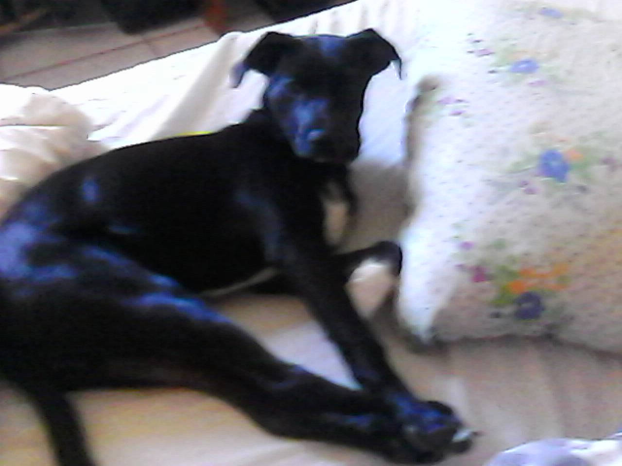 Jessy a rejoint le concours — aidez-le/la à gagner de superbes lots ! black, canidae, carnivore, claw, collar, companion_dog, dog, dog_breed, dog_supply, guard_dog, linens, non_sporting_group, pet_supply, snout, sporting_group, tail, terrestrial_animal, vertebrate, working_animal, working_dog