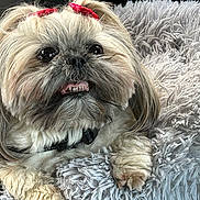 Izzy Rankin is registered to the contest to win money with this photo: affenpinscher, animal, canine, dog, pet, puppy, terrier, whitedog