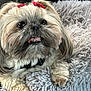 affenpinscher, animal, canine, dog, pet, puppy, terrier, whitedog