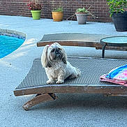 Izzy is registered to the contest to win money with this photo: accessories, animal, backyard, canine, dog, furniture, jar, nature, outdoors, pet, plant, planter, pool, pottedplant, pottery, puppy, table, vase, water, yard