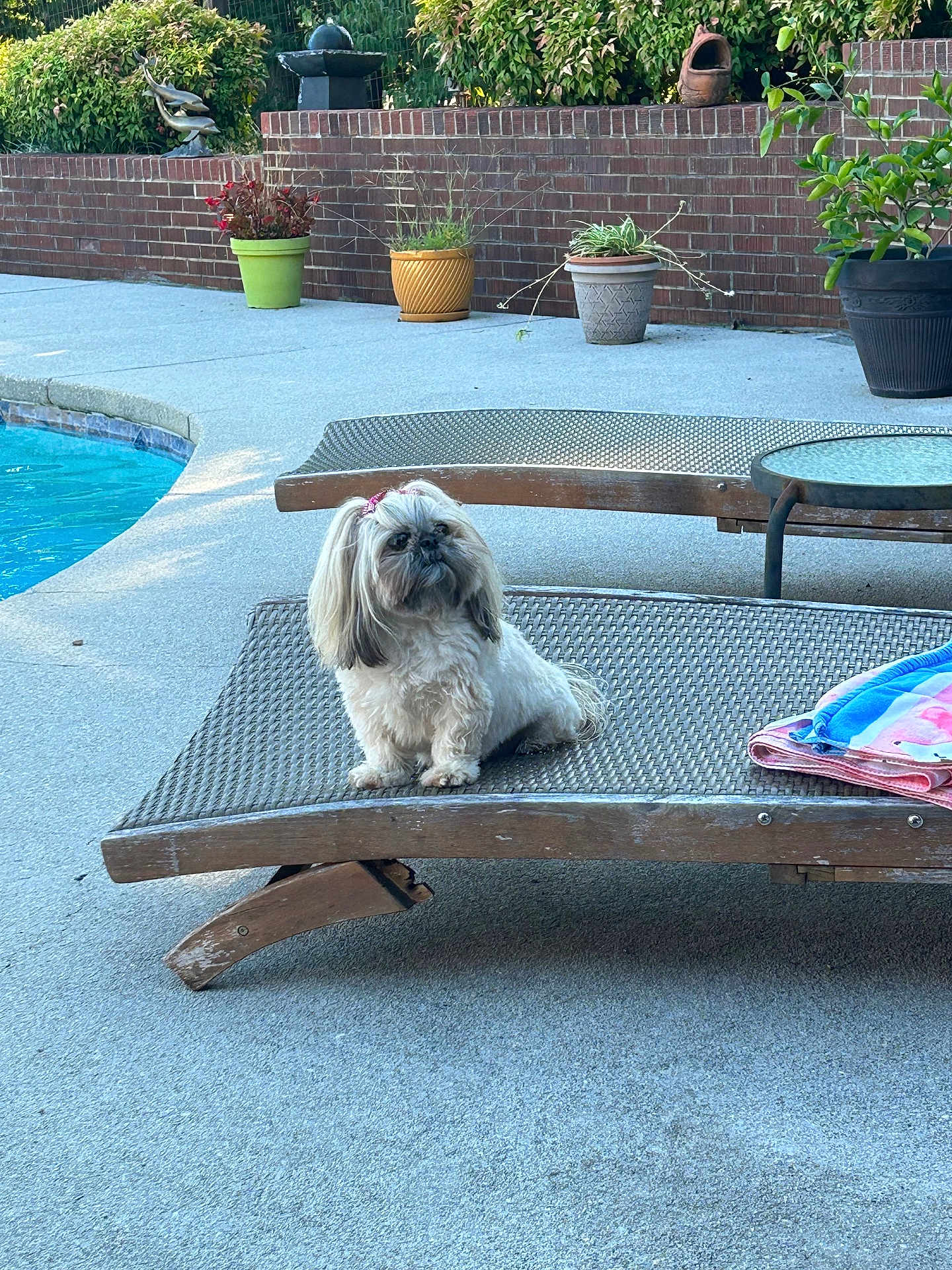 Izzy is registered to the contest to win money with this photo: accessories, animal, backyard, canine, dog, furniture, jar, nature, outdoors, pet, plant, planter, pool, pottedplant, pottery, puppy, table, vase, water, yard