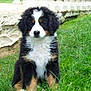 Noodle participe au concours pour gagner de l'argent avec cette photo : appenzeller_sennenhund, australian_shepherd, bernese_mountain_dog, carnivoran, companion_dog, dog, dog_breed, dog_breed_group, dog_like_mammal, english_shepherd, greater_swiss_mountain_dog, miniature_australian_shepherd, snout