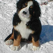 Noodle a rejoint le concours — aidez-le/la à gagner de superbes lots ! appenzeller_sennenhund, australian_shepherd, bernese_mountain_dog, carnivoran, companion_dog, dog, dog_breed, dog_breed_group, dog_like_mammal, english_shepherd, entlebucher_mountain_dog, greater_swiss_mountain_dog, miniature_australian_shepherd, vertebrate
