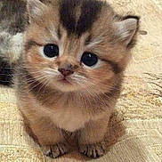 Tigrou participe au concours pour gagner de l'argent avec cette photo : aegean_cat, asian, british_semi_longhair, carnivoran, cat, cat_like_mammal, domestic_short_haired_cat, kitten, munchkin, napoleon_cat, persian, scottish_fold, small_to_medium_sized_cats, snout, whiskers