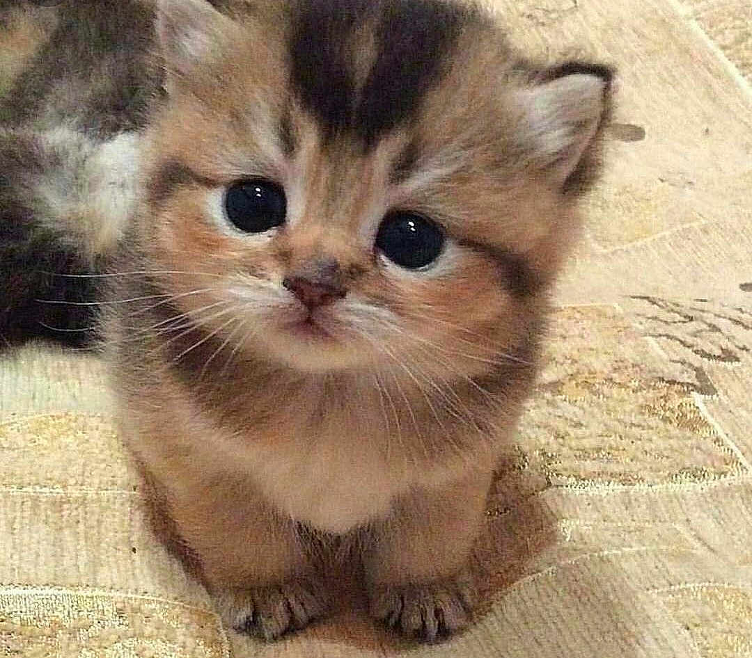 Tigrou