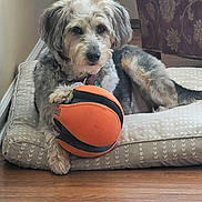 Ruben is registered to the contest to win money with this photo: animal, ball, bed, companion, cushion, cute, dog, domestic_animal, floor, fur, home, indoor, mammal, paw, pet, playful, relaxed, resting, toy, wooden_floor