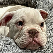 Moon participe au concours pour gagner de l'argent avec cette photo : dog, bulldog, puppy, close_up, pet, resting, cute, fluffy_blanket, white_dog, indoors, animal, face, wrinkles, fur, snout, ears, soft_texture, sleepy, adorable, companion