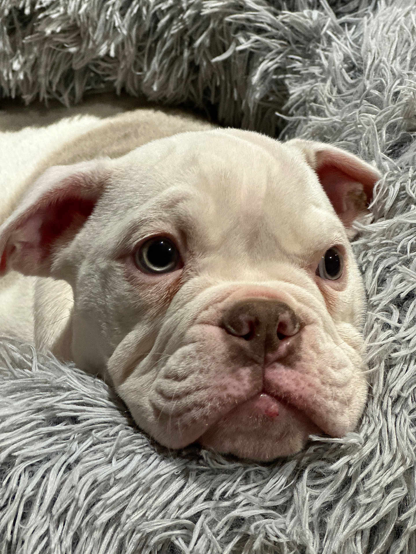 Moon participe au concours pour gagner de l'argent avec cette photo : dog, bulldog, puppy, close_up, pet, resting, cute, fluffy_blanket, white_dog, indoors, animal, face, wrinkles, fur, snout, ears, soft_texture, sleepy, adorable, companion