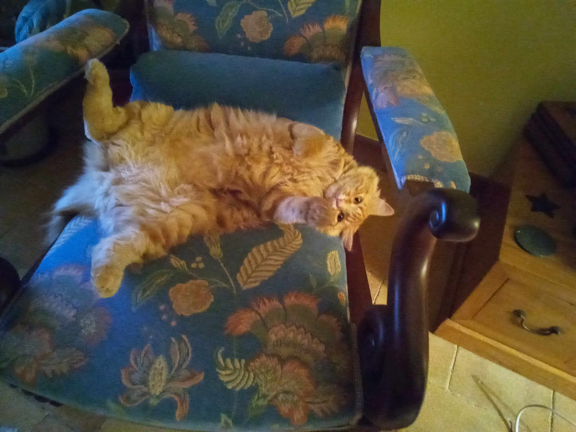 Léo a rejoint le concours — aidez-le/la à gagner de superbes lots ! cat, orange_cat, fluffy, armchair, furniture, indoor, pet, relaxed, curious, raised_paw, floral_pattern, cozy, wooden_armrest, cushion, domestic, mammal, whiskers, floor, drawer, home