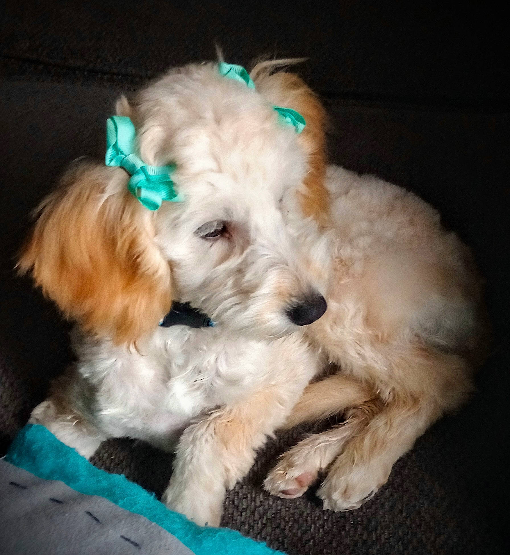 Bebe is registered to the contest to win money with this photo: canidae, carnivore, collar, companion_dog, dog, dog_breed, dog_clothes, dog_collar, dog_supply, fashion_accessory, fur, glasses, small_terrier, snout, sporting_group, sunglasses, terrier, toy_dog, water_dog, working_animal