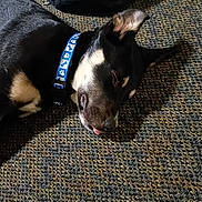 Rah joined the competition — help win amazing prizes! dog, sleeping, collar, carpet, indoor, pet, black, tan, tongue_out, resting, napping, animal, closeup, texture, fabric, bag, snack, casual, relaxation, domestic