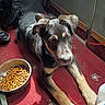 Rah joined the competition — help win amazing prizes! puppy, dog, pet, food_bowl, kibble, carpet, indoor, black_fur, tan_fur, ears, paws, floor, collar, leash, sunlight, shadow, cute, animal, young_dog, curious
