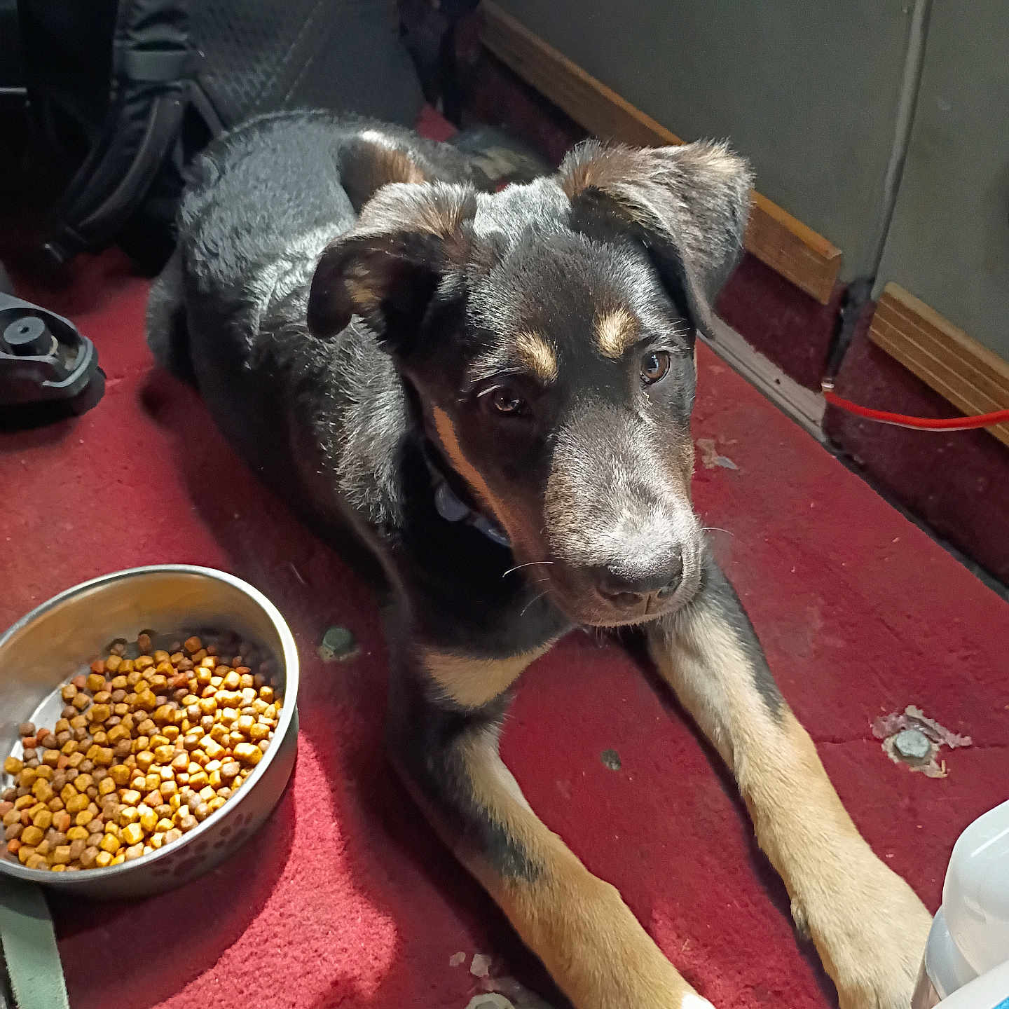 Rah joined the competition — help win amazing prizes! puppy, dog, pet, food_bowl, kibble, carpet, indoor, black_fur, tan_fur, ears, paws, floor, collar, leash, sunlight, shadow, cute, animal, young_dog, curious