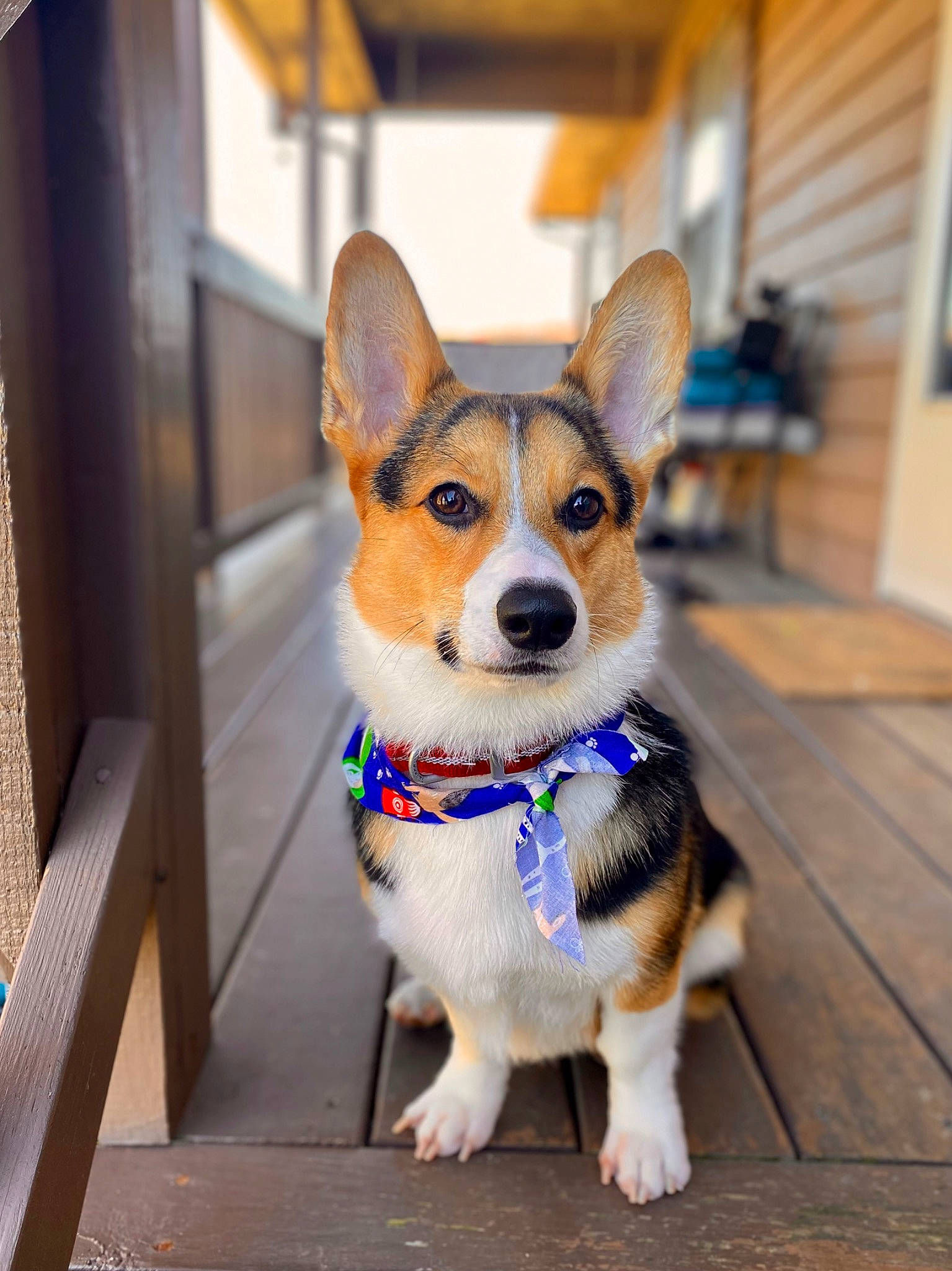 Knox joined the competition — help win amazing prizes! canidae, carnivore, collar, companion_dog, dog, dog_breed, dog_supply, flooring, fur, hardwood, leash, snout, sporting_group, tail, terrestrial_animal, whiskers, window, wood, working_animal, working_dog