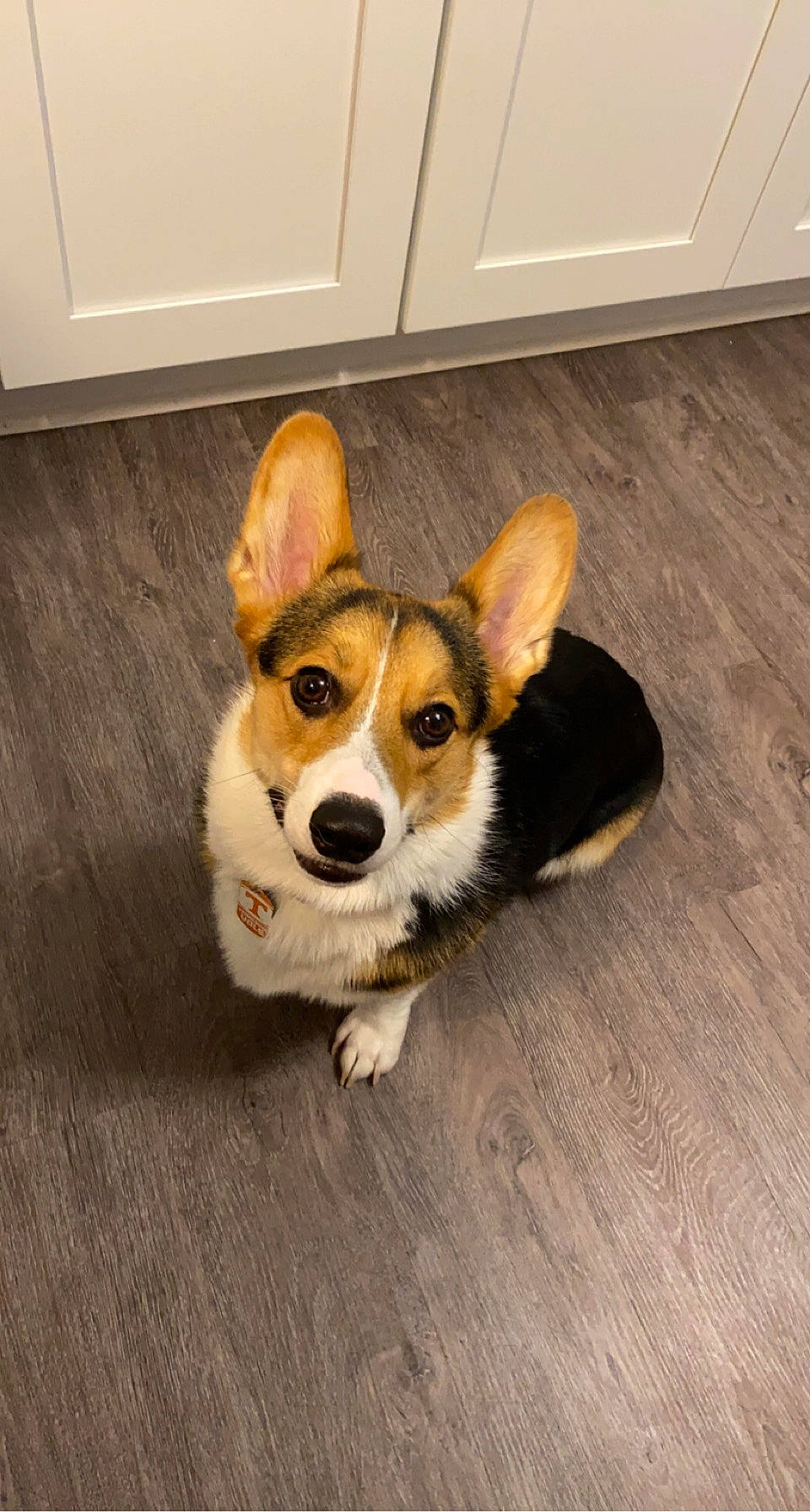 Knox joined the competition — help win amazing prizes! canidae, carnivore, companion_dog, dog, dog_breed, dog_supply, floor, flooring, fur, hardwood, paw, puppy, sporting_group, tail, varnish, whiskers, wood, wood_stain, working_animal, working_dog