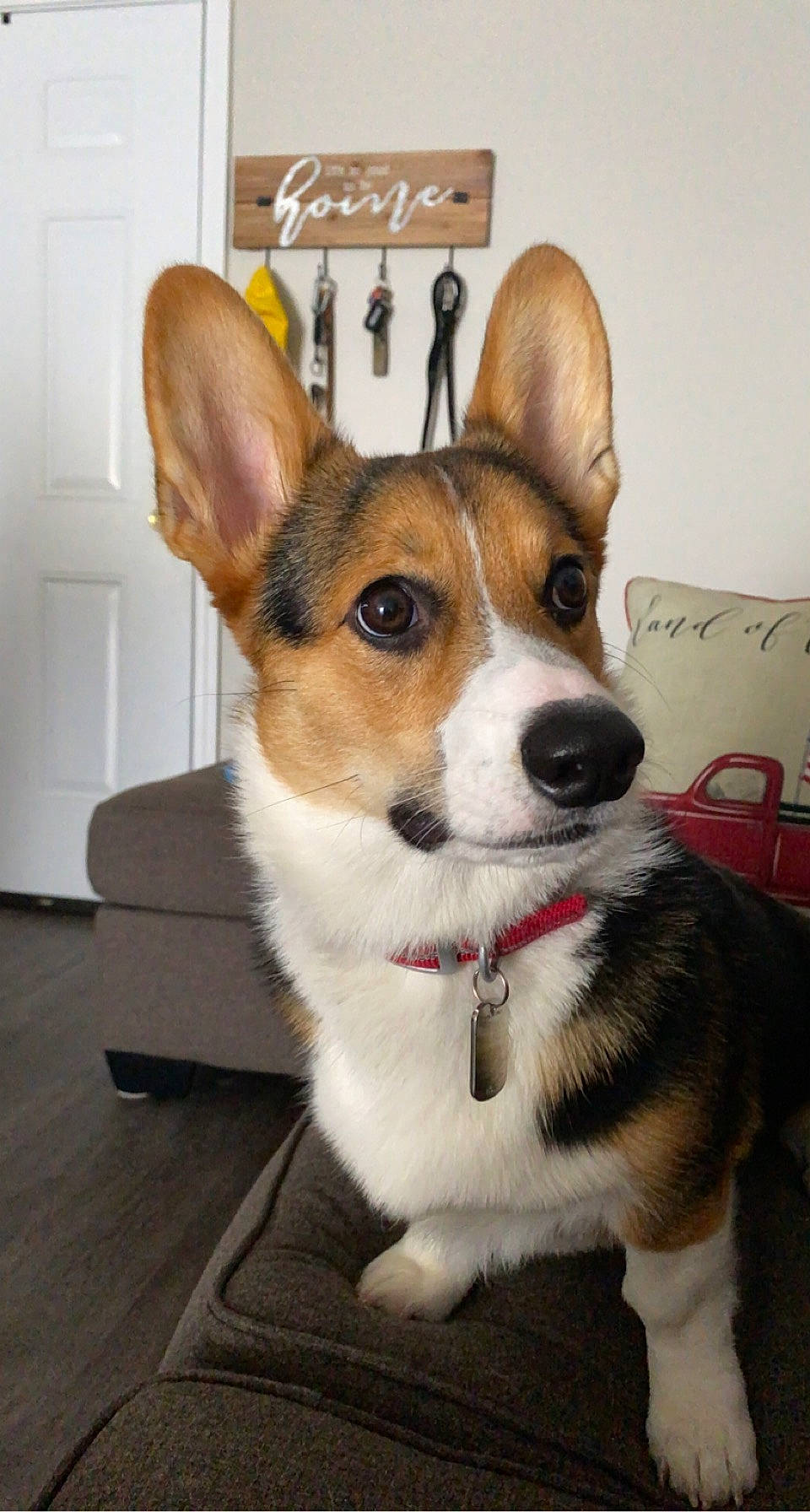 Knox joined the competition — help win amazing prizes! ancient_dog_breeds, canidae, carnivore, chair, collar, companion_dog, dog, dog_breed, dog_supply, door, fawn, flooring, fur, snout, sporting_group, table, whiskers, window, working_animal, working_dog