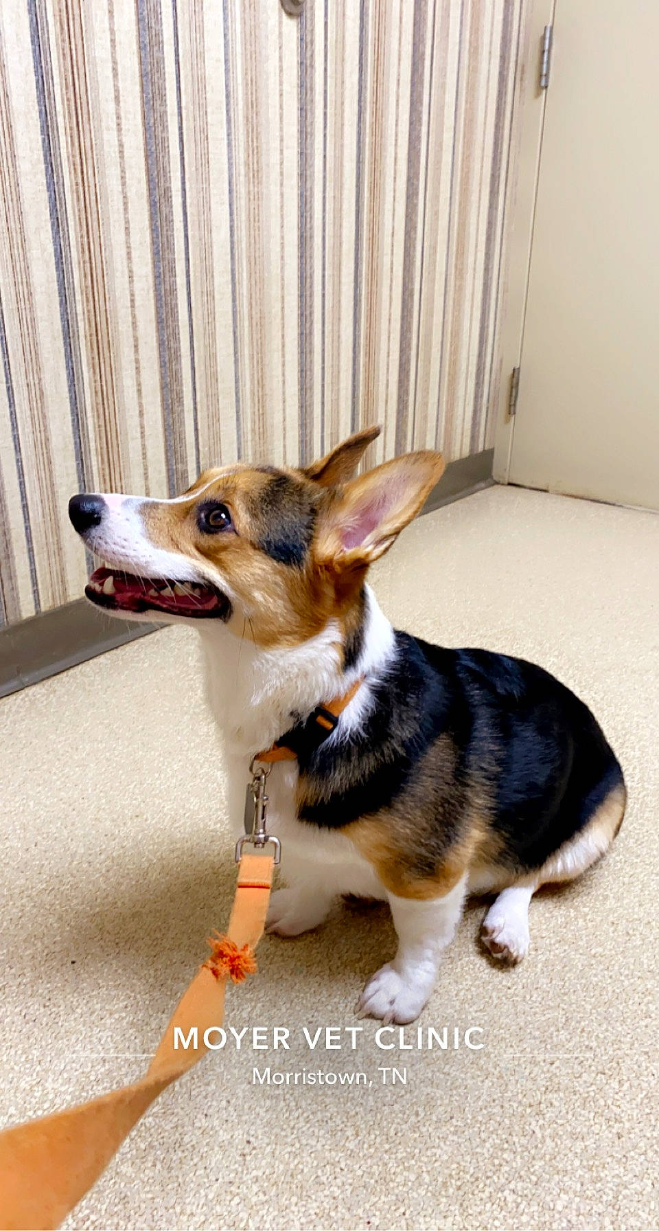 Knox joined the competition — help win amazing prizes! canidae, carnivore, collar, companion_dog, curtain, dog, dog_breed, dog_supply, fawn, flooring, fur, paw, pet_supply, snout, sporting_group, tail, terrestrial_animal, whiskers, window, wood