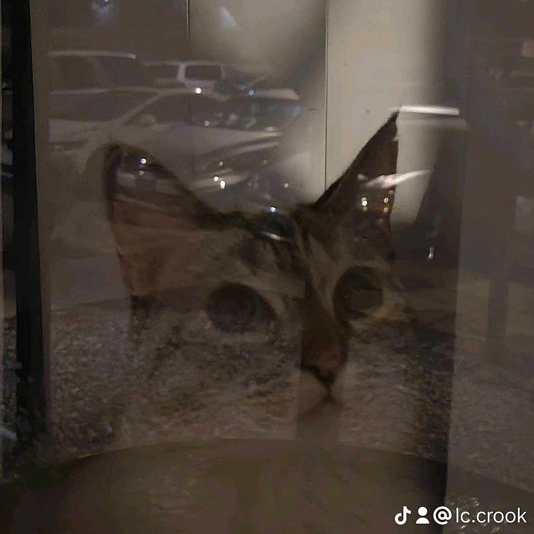 Coco joined the competition — help win amazing prizes! abyssinian, alloywheel, animal, antelope, canine, cat, deer, dog, face, fox, head, impala, kitfox, kitten, nature, outdoors, person, pet, siamese, weather