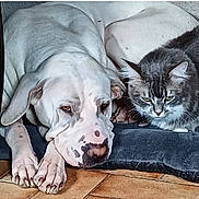 Fantôme a rejoint le concours — aidez-le/la à gagner de superbes lots ! dog, cat, pets, white_dog, grey_cat, resting, cushion, floor, indoor, animal_companions, furry, relaxed, close_up, cute, domestic_animals, friendship, laying_down, tile_floor, cozy, calm