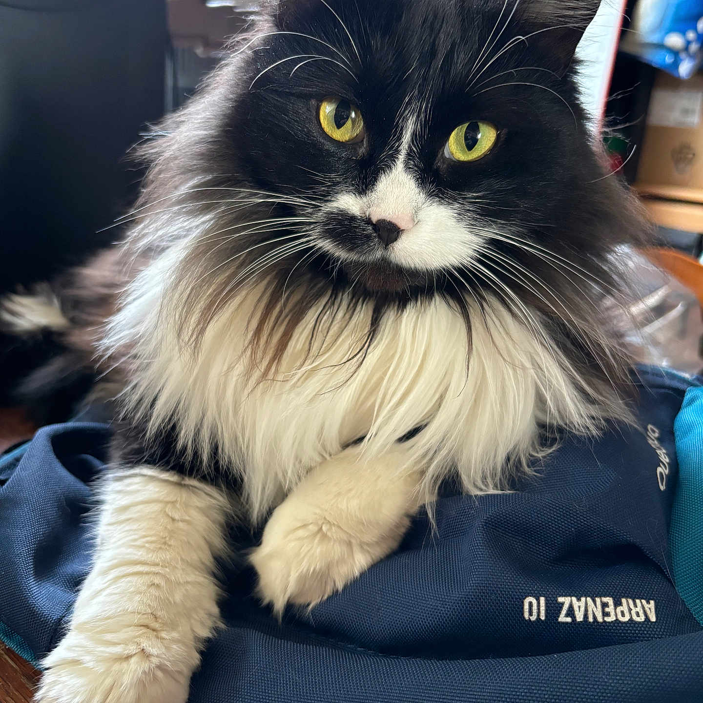 Bounty participe au concours pour gagner de l'argent avec cette photo : abyssinian, angora, animal, blackcat, blanket, cat, computer, couch, cushion, electronics, furniture, hardwood, homedecor, indoors, kitten, laptop, manx, pc, pet, wood