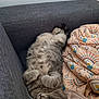 animal, blanket, cat, comfort, couch, cozy, cute, feline, fur, home, indoor, mammal, paws, pet, relaxed, resting, sleeping, soft, striped, tabby