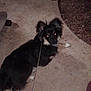 Gizmo is registered to the contest to win money with this photo: dog, pet, animal, black_and_white, lying_down, night, concrete, outdoor, flash, glowing_eyes, leash, fur, ears, tail, looking_back, canine, domestic_animal, side_view, quiet, resting