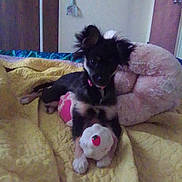 Gizmo is registered to the contest to win money with this photo: puppy, dog, toy, bed, quilt, stuffed_animal, indoor, animal, pet, yellow, pink, black, small, cute, cozy, laying, fur, ears, collar, playful