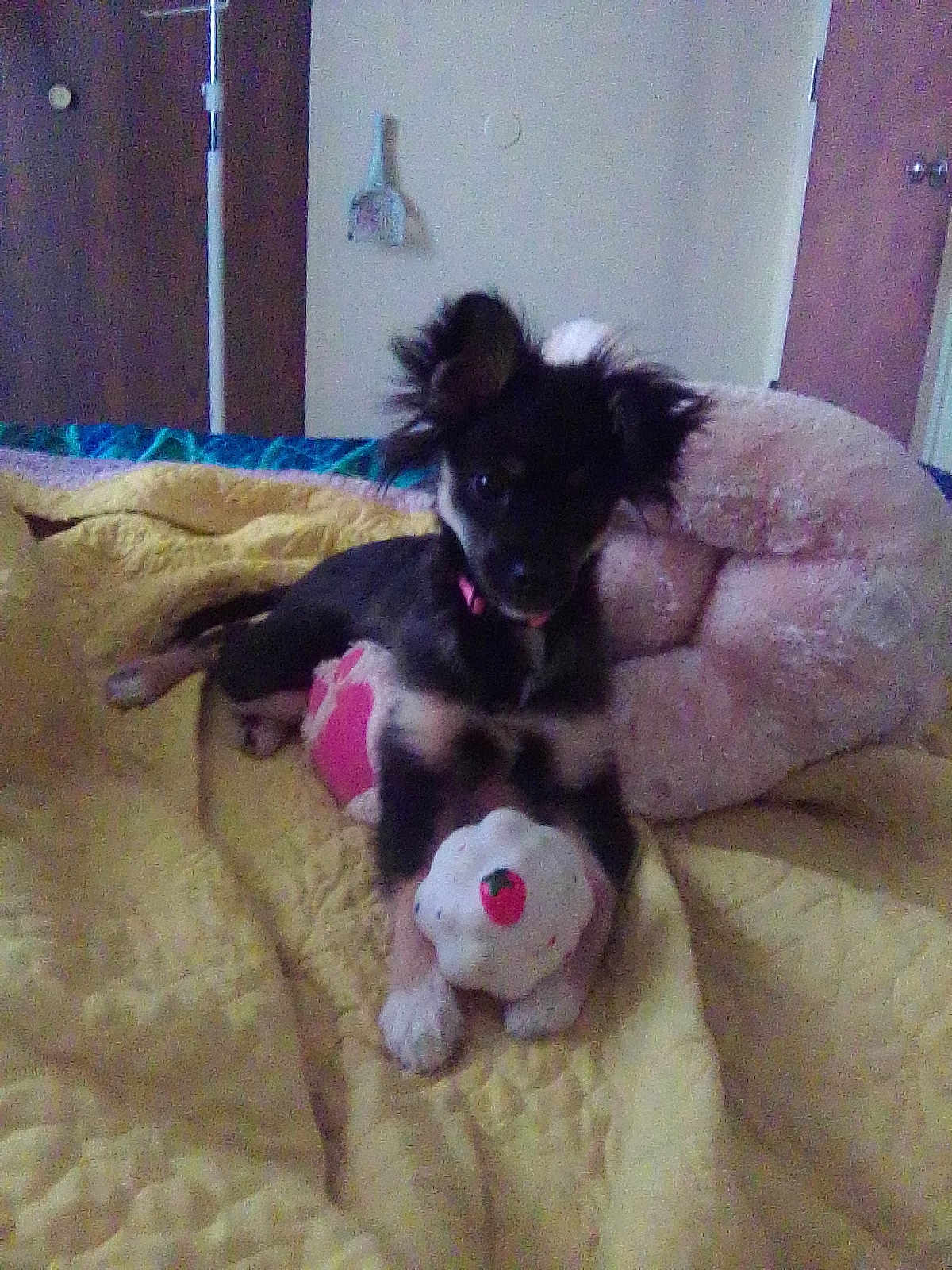 Gizmo