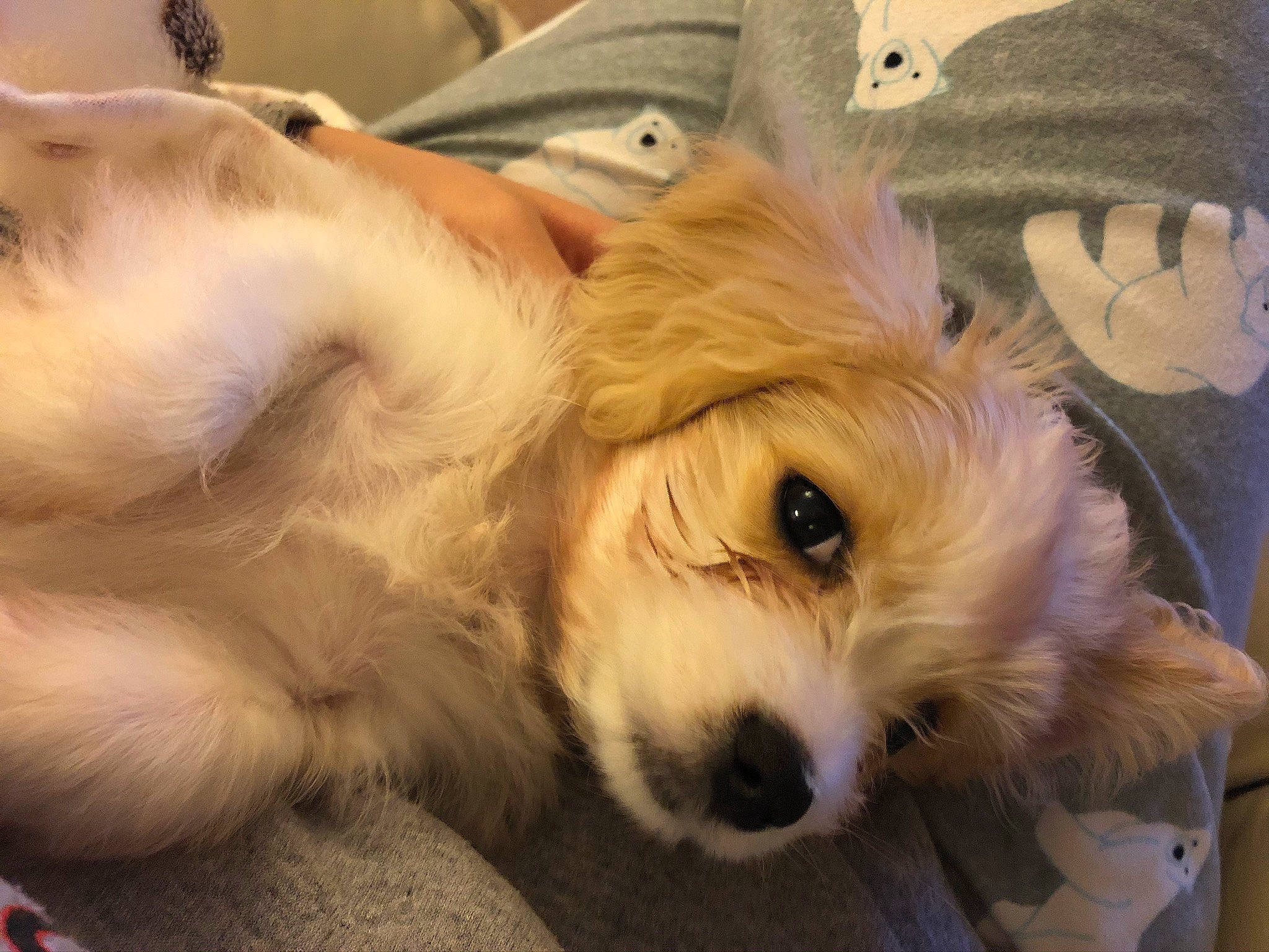 Lola joined the competition — help win amazing prizes! canidae, carnivore, cavachon, cavapoo, companion_dog, dog, dog_breed, ear, fur, head, maltepoo, mammal, morkie, puppy, puppy_love, rare_breed_dog, schnoodle, snout, sporting_group, toy_dog