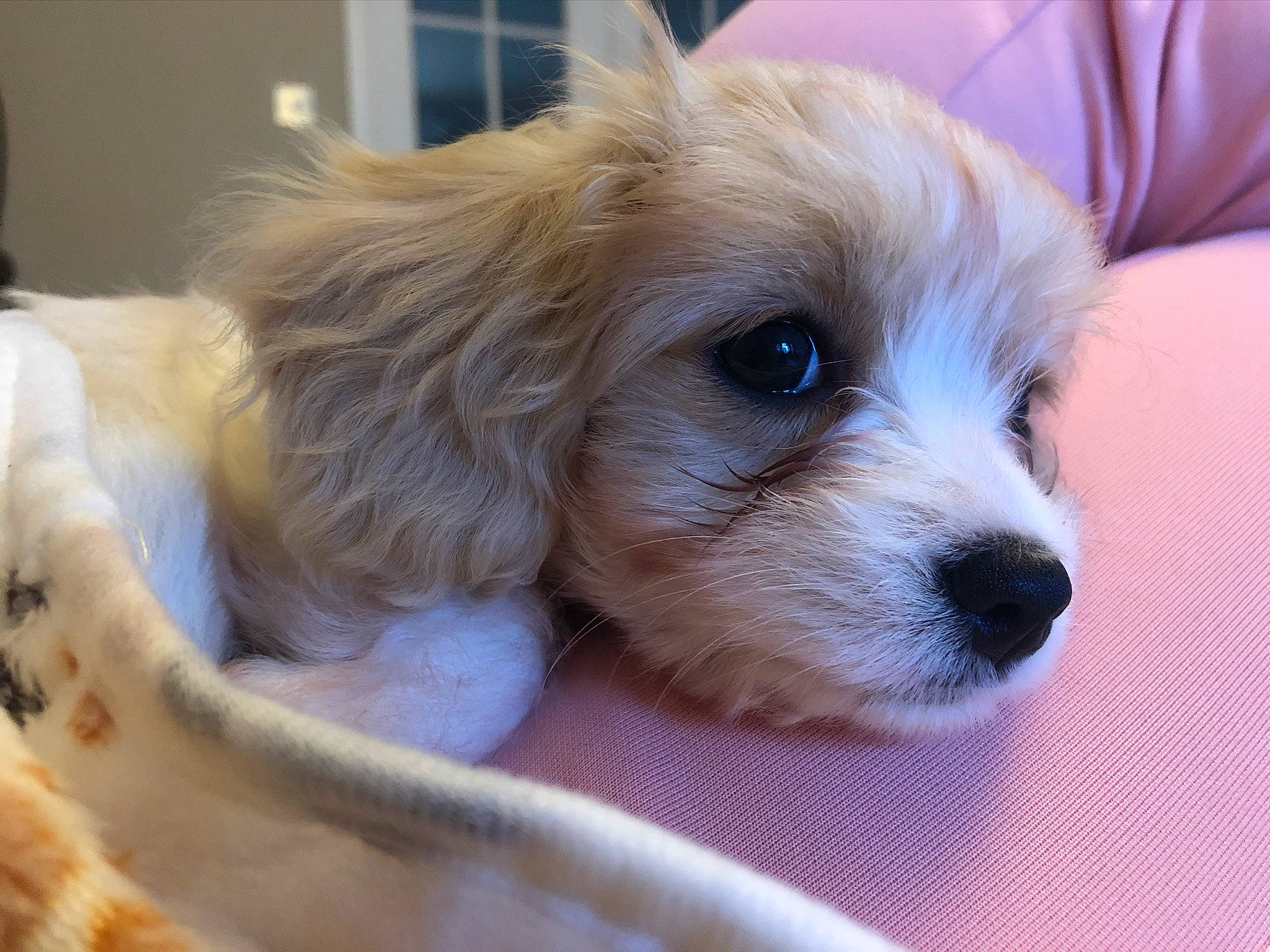 Lola joined the competition — help win amazing prizes! canidae, carnivore, cavachon, cavapoo, cockapoo, companion_dog, dog, dog_breed, havanese, lhasa_apso, maltepoo, mammal, morkie, petit_basset_griffon_vendeen, puppy, puppy_love, schnoodle, snout, sporting_lucas_terrier, vertebrate